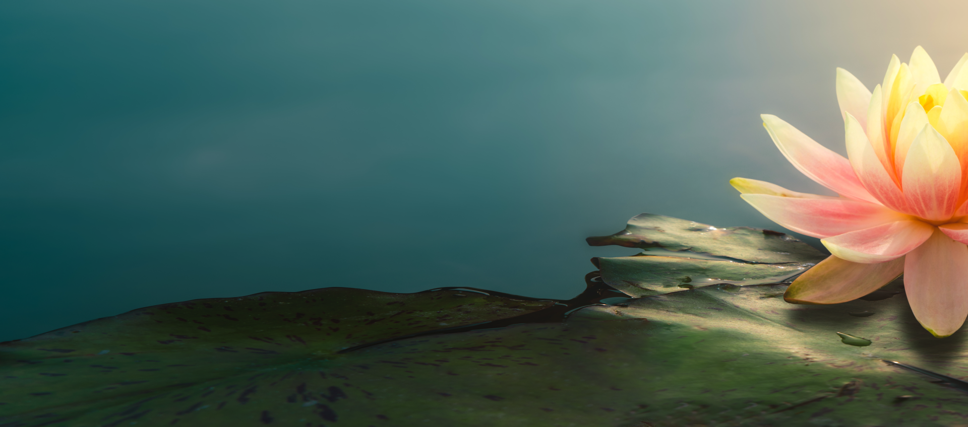 Provella Probiotic Branded Background Banner Image